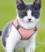 Harnais respirant rose pour chat avec laisse